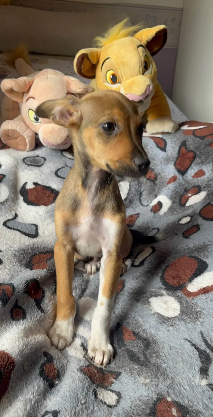 Cachorro ra a SRD-ViraLata idade 2 a 6 meses nome João Pedro 