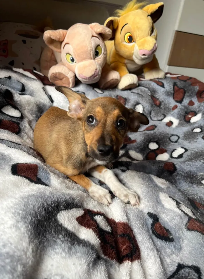 Cachorro ra a SRD-ViraLata idade 2 a 6 meses nome João Pedro 