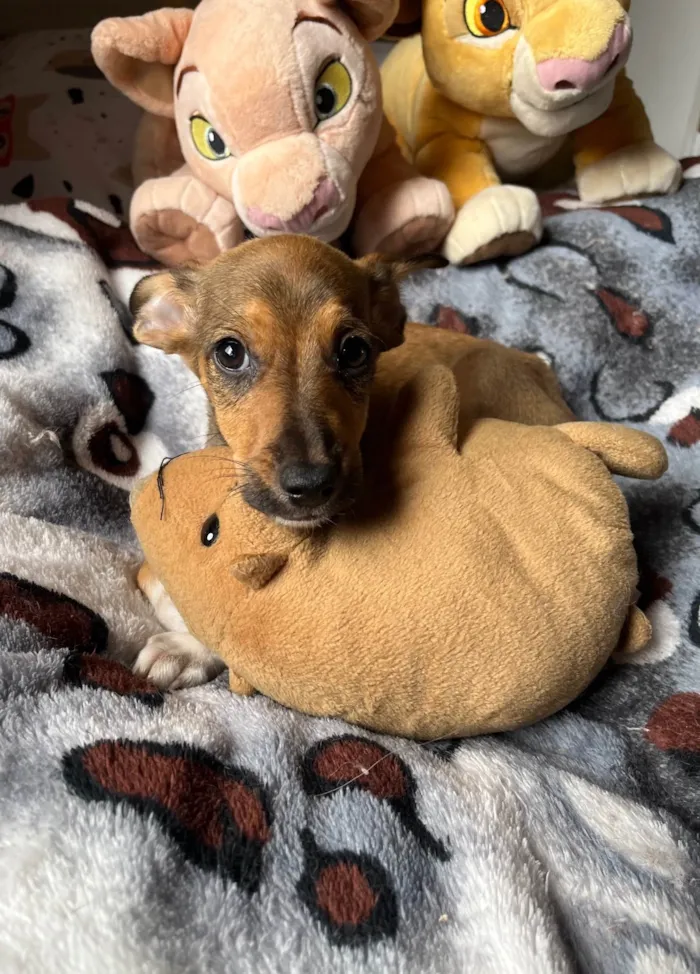 Cachorro ra a SRD-ViraLata idade 2 a 6 meses nome João Pedro 