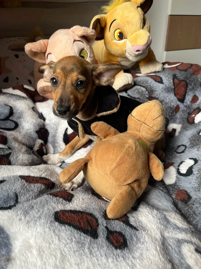 Cachorro ra a SRD-ViraLata idade 2 a 6 meses nome João Pedro 