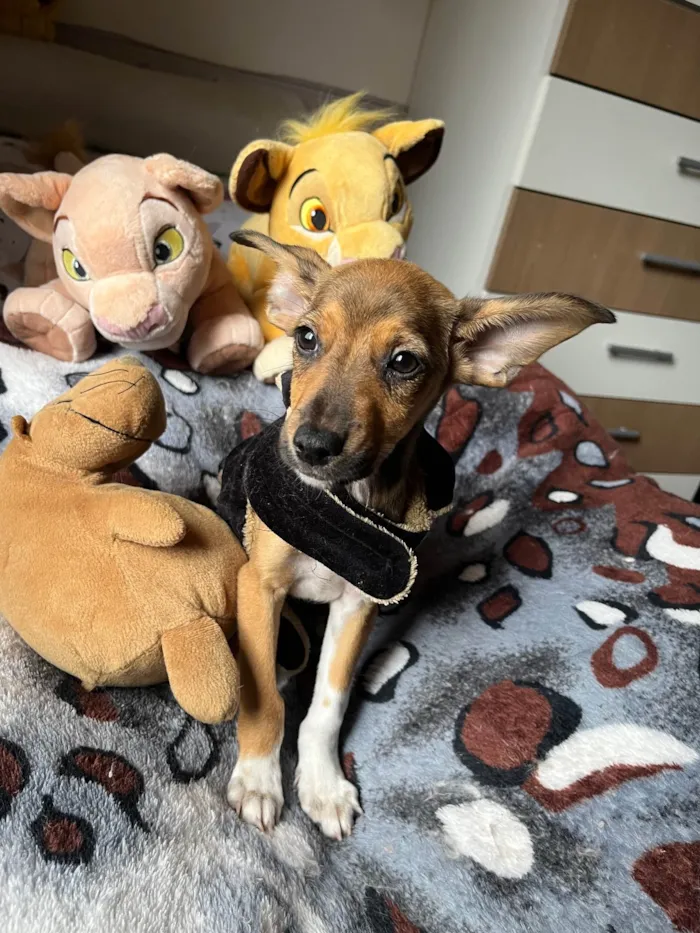 Cachorro ra a SRD-ViraLata idade 2 a 6 meses nome João Pedro 