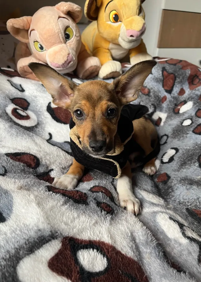 Cachorro ra a SRD-ViraLata idade 2 a 6 meses nome João Pedro 
