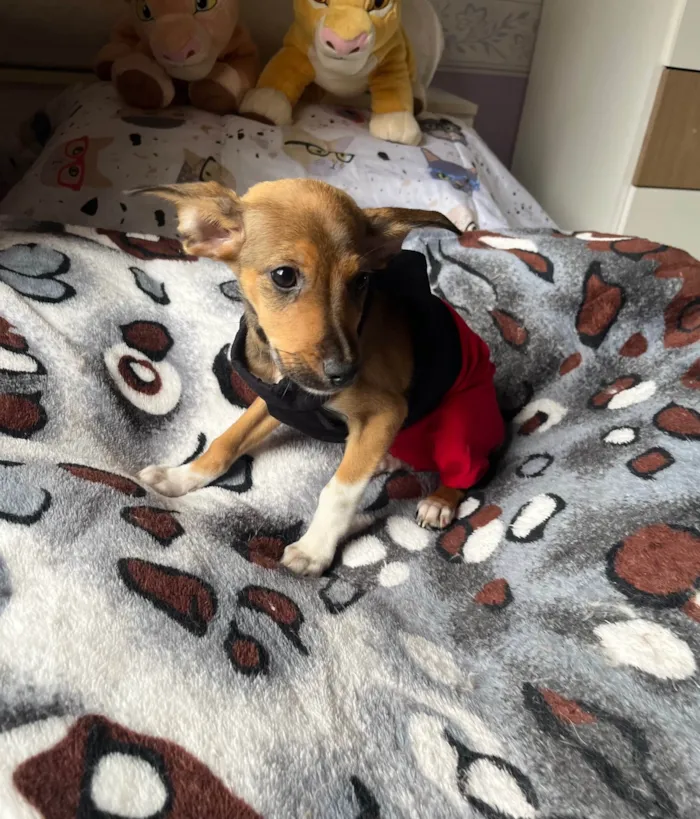 Cachorro ra a SRD-ViraLata idade 2 a 6 meses nome João Pedro 