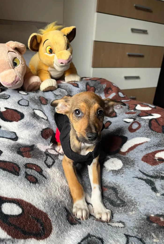 Cachorro ra a SRD-ViraLata idade 2 a 6 meses nome João Pedro 