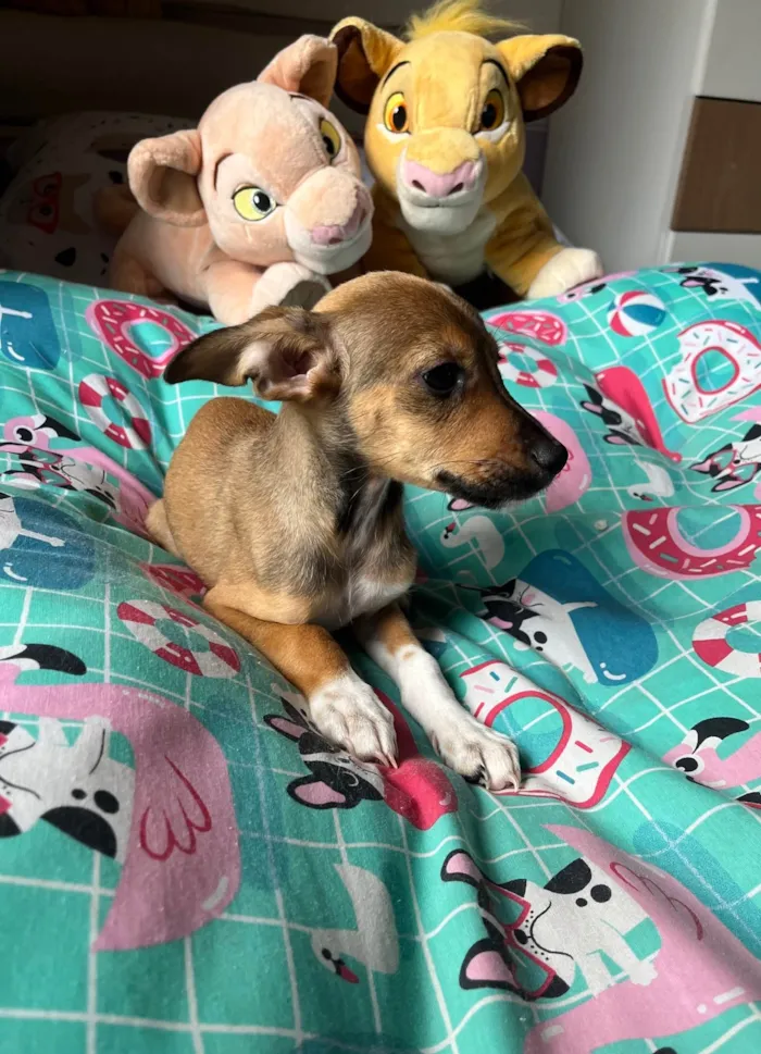 Cachorro ra a SRD-ViraLata idade 2 a 6 meses nome João Pedro 