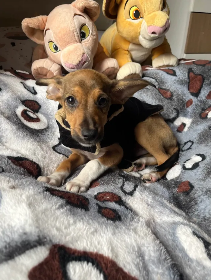 Cachorro ra a SRD-ViraLata idade 2 a 6 meses nome João Pedro 