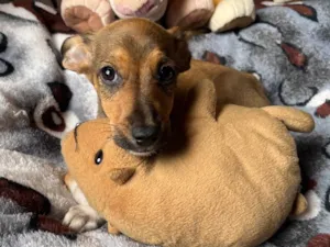 Cachorro raça SRD-ViraLata idade 2 a 6 meses nome João Pedro 