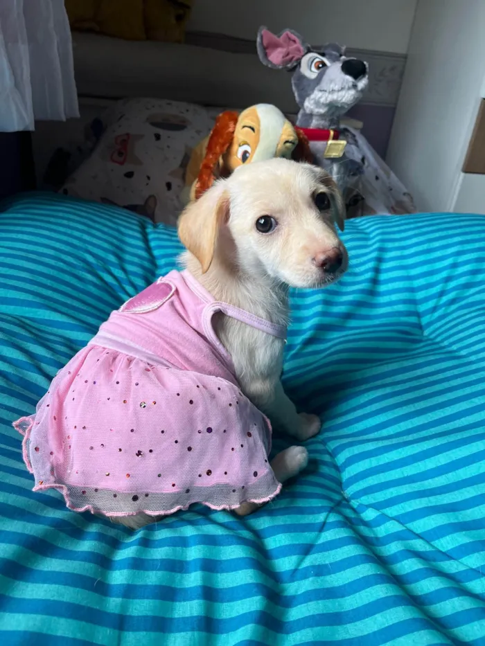 Cachorro ra a SRD-ViraLata idade 2 a 6 meses nome Ana Paula 