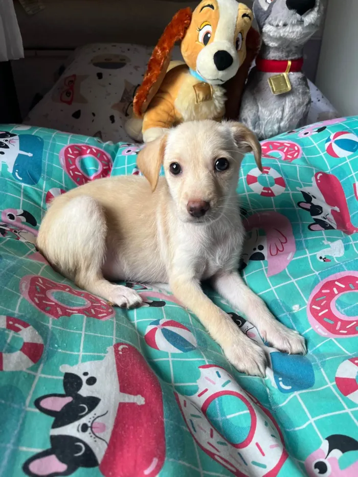Cachorro ra a SRD-ViraLata idade 2 a 6 meses nome Ana Paula 