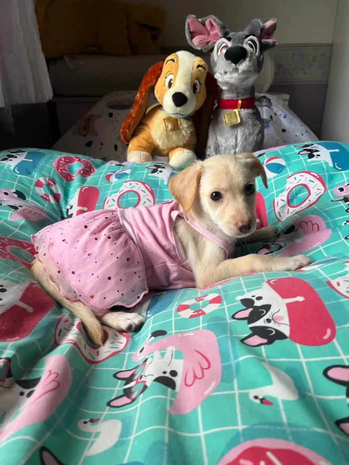 Cachorro ra a SRD-ViraLata idade 2 a 6 meses nome Ana Paula 