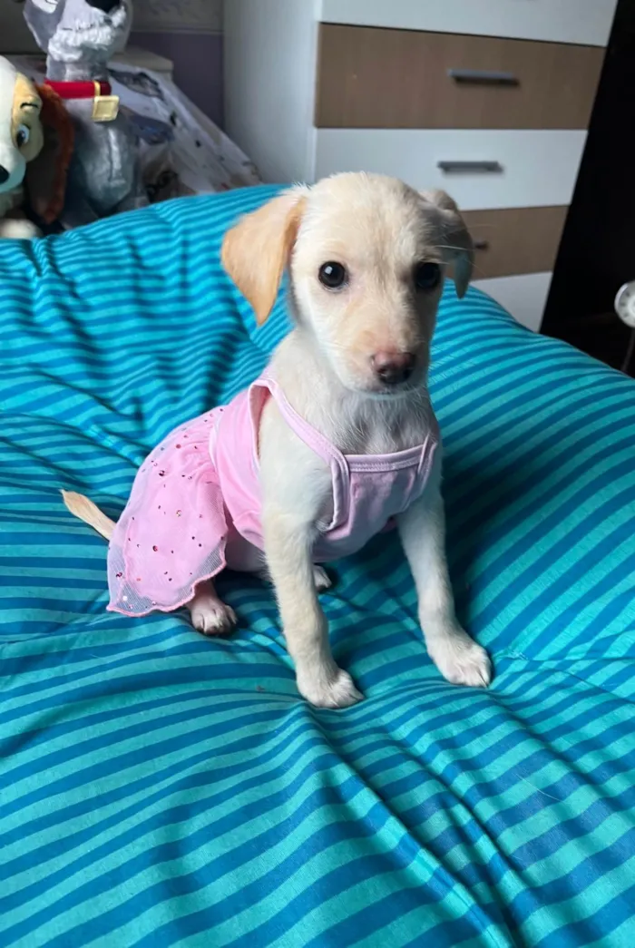 Cachorro ra a SRD-ViraLata idade 2 a 6 meses nome Ana Paula 