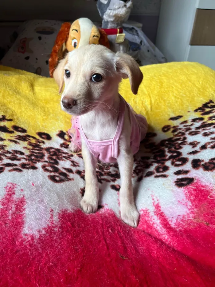 Cachorro ra a SRD-ViraLata idade 2 a 6 meses nome Ana Paula 
