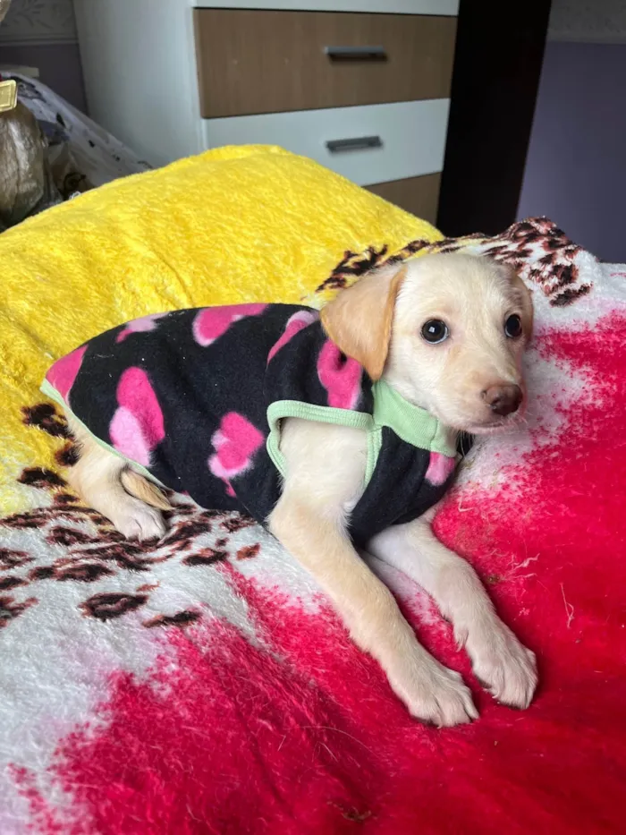 Cachorro ra a SRD-ViraLata idade 2 a 6 meses nome Ana Paula 