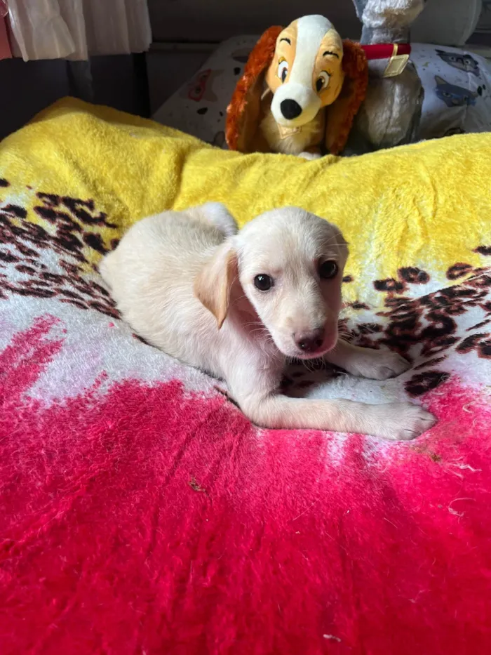Cachorro ra a SRD-ViraLata idade 2 a 6 meses nome Ana Paula 