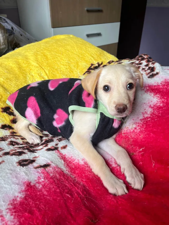 Cachorro ra a SRD-ViraLata idade 2 a 6 meses nome Ana Paula 