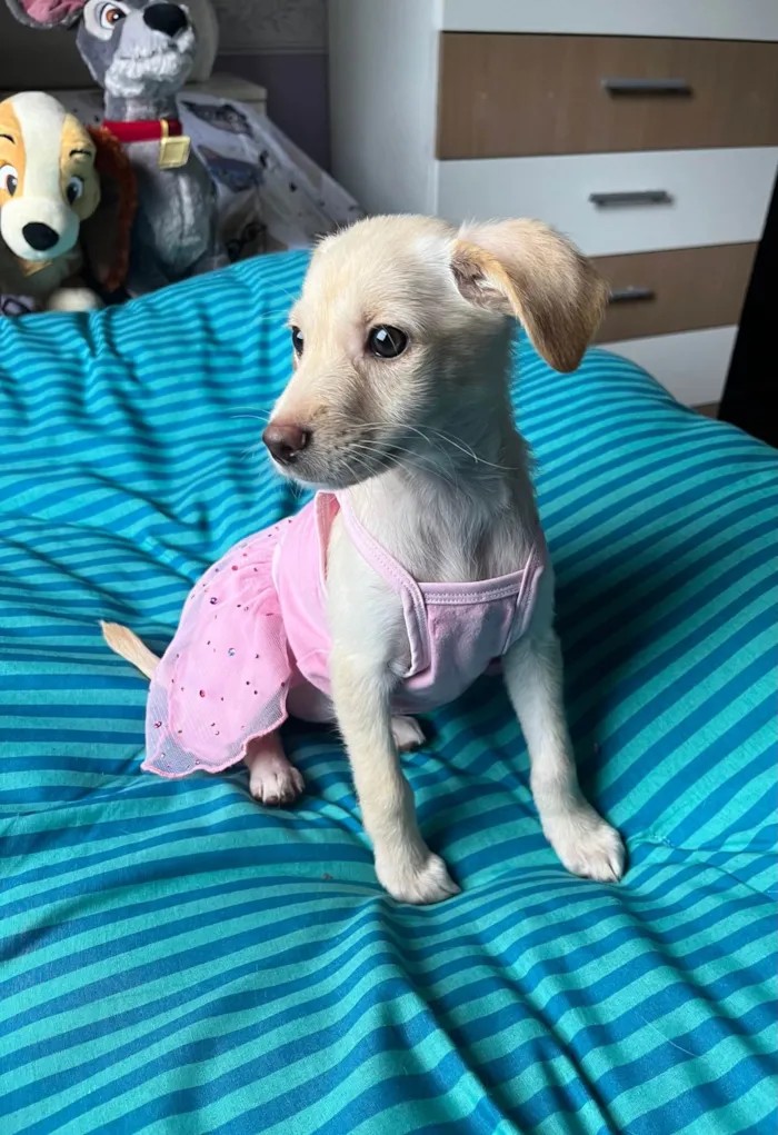 Cachorro ra a SRD-ViraLata idade 2 a 6 meses nome Ana Paula 