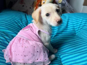 Cachorro raça SRD-ViraLata idade 2 a 6 meses nome Ana Paula 