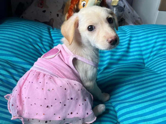 Cachorro ra a SRD-ViraLata idade 2 a 6 meses nome Ana Paula 