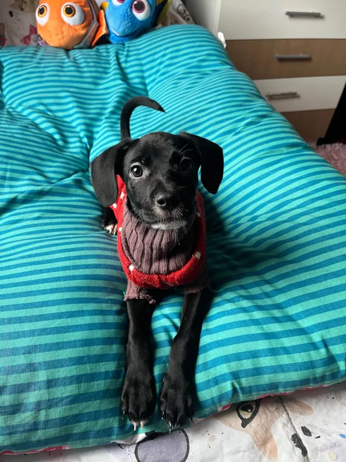 Cachorro ra a SRD-ViraLata idade 2 a 6 meses nome Ana Lúcia 