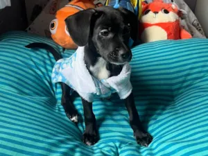 Cachorro raça SRD-ViraLata idade 2 a 6 meses nome Ana Lúcia 