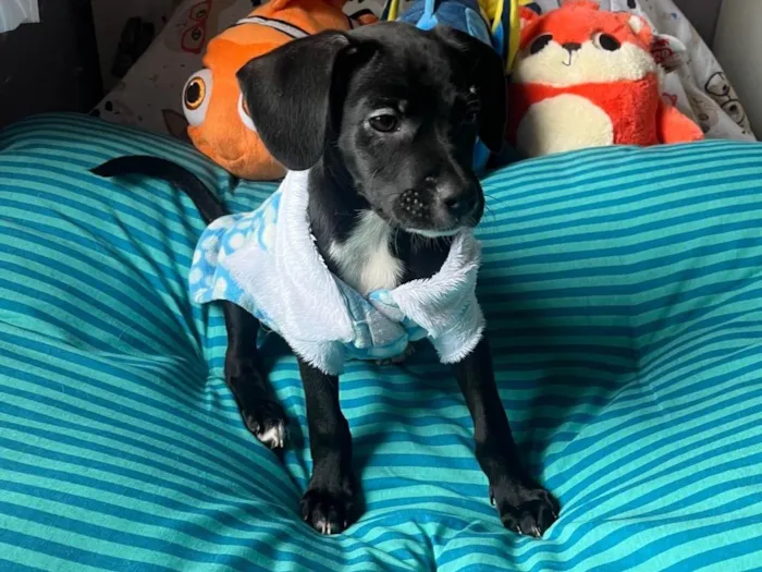 Cachorro ra a SRD-ViraLata idade 2 a 6 meses nome Ana Lúcia 
