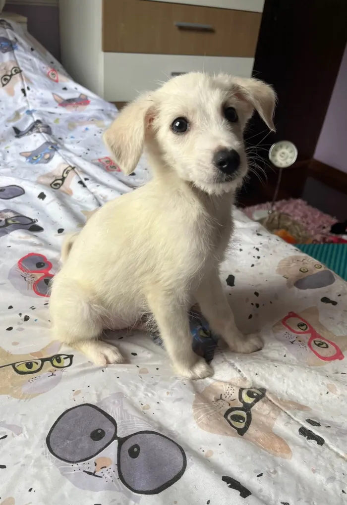 Cachorro ra a SRD-ViraLata idade 2 a 6 meses nome João Paulo
