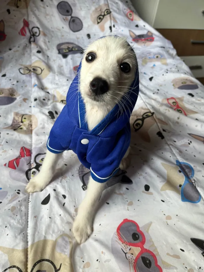 Cachorro ra a SRD-ViraLata idade 2 a 6 meses nome João Paulo