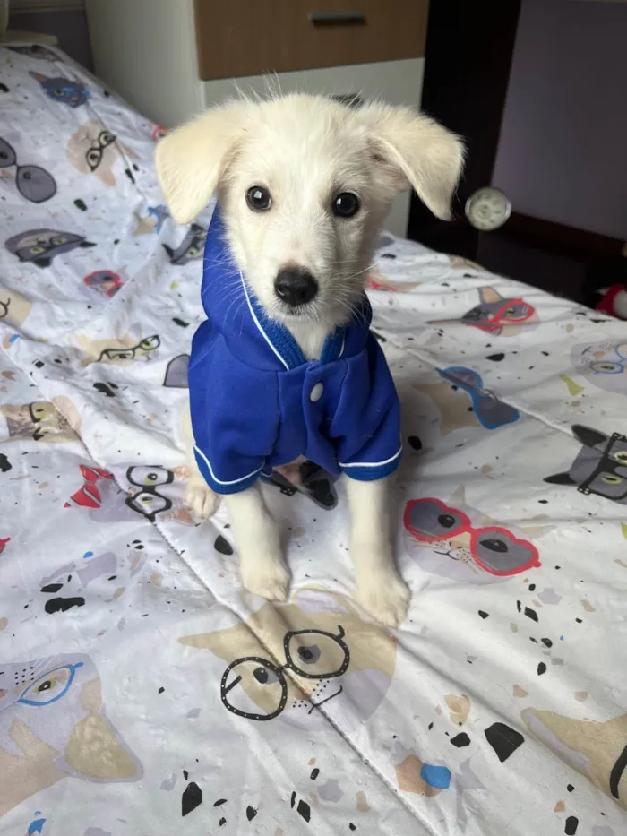 Cachorro ra a SRD-ViraLata idade 2 a 6 meses nome João Paulo