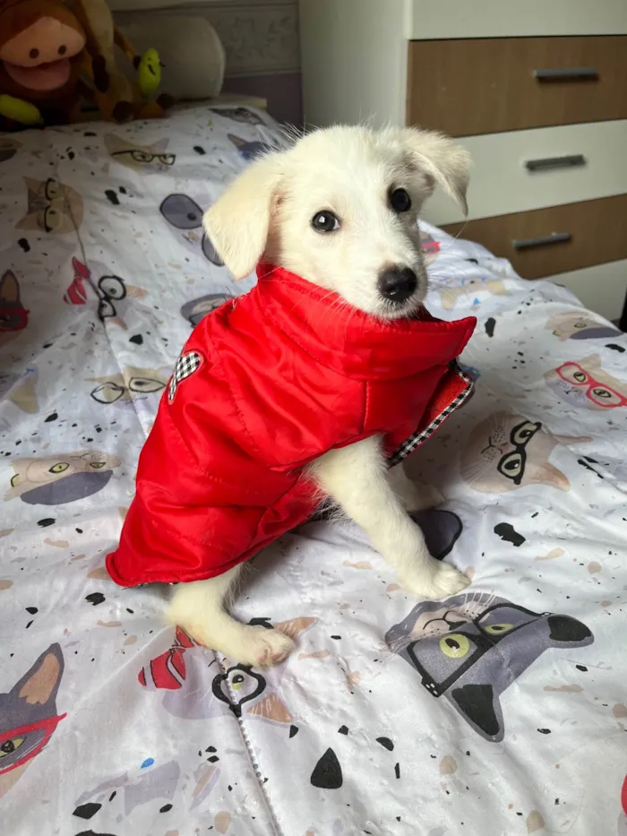 Cachorro ra a SRD-ViraLata idade 2 a 6 meses nome João Paulo