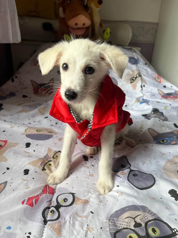 Cachorro ra a SRD-ViraLata idade 2 a 6 meses nome João Paulo