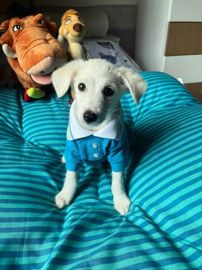 Cachorro ra a SRD-ViraLata idade 2 a 6 meses nome João Paulo