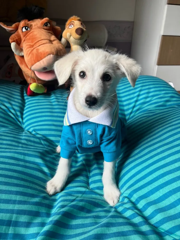 Cachorro ra a SRD-ViraLata idade 2 a 6 meses nome João Paulo