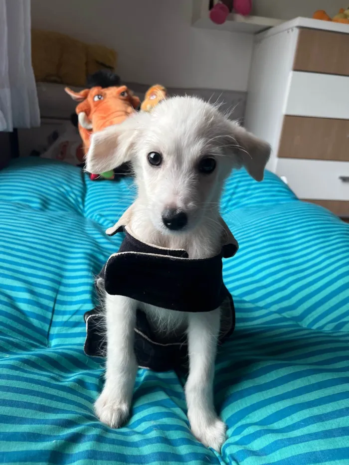 Cachorro ra a SRD-ViraLata idade 2 a 6 meses nome João Paulo
