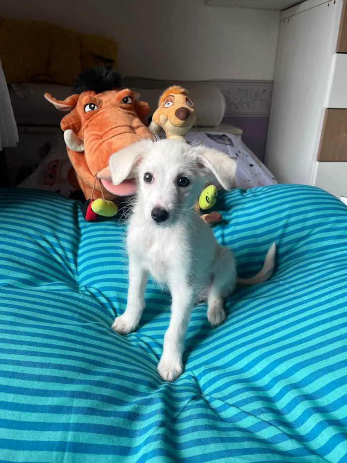 Cachorro ra a SRD-ViraLata idade 2 a 6 meses nome João Paulo