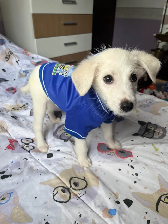 Cachorro ra a SRD-ViraLata idade 2 a 6 meses nome João Paulo