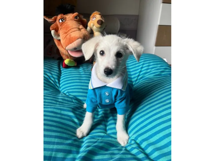 Cachorro ra a SRD-ViraLata idade 2 a 6 meses nome João Paulo