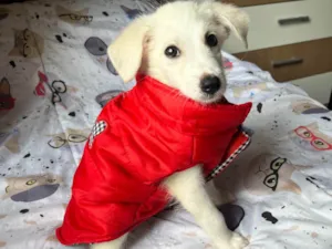 Cachorro raça SRD-ViraLata idade 2 a 6 meses nome João Paulo