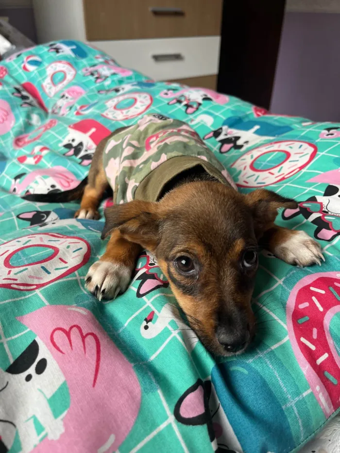 Cachorro ra a SRD-ViraLata idade 2 a 6 meses nome Ana Maria