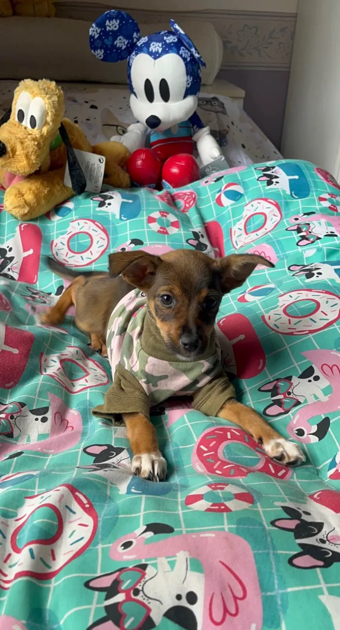 Cachorro ra a SRD-ViraLata idade 2 a 6 meses nome Ana Maria