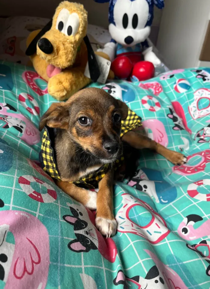 Cachorro ra a SRD-ViraLata idade 2 a 6 meses nome Ana Maria