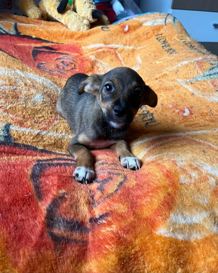 Cachorro ra a SRD-ViraLata idade 2 a 6 meses nome Ana Maria