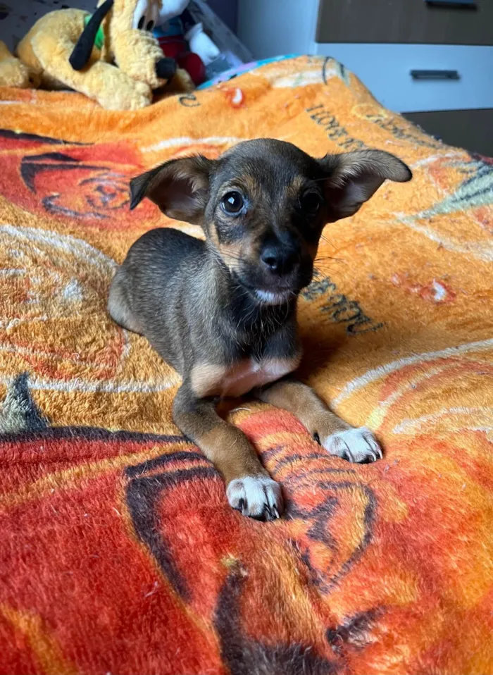 Cachorro ra a SRD-ViraLata idade 2 a 6 meses nome Ana Maria