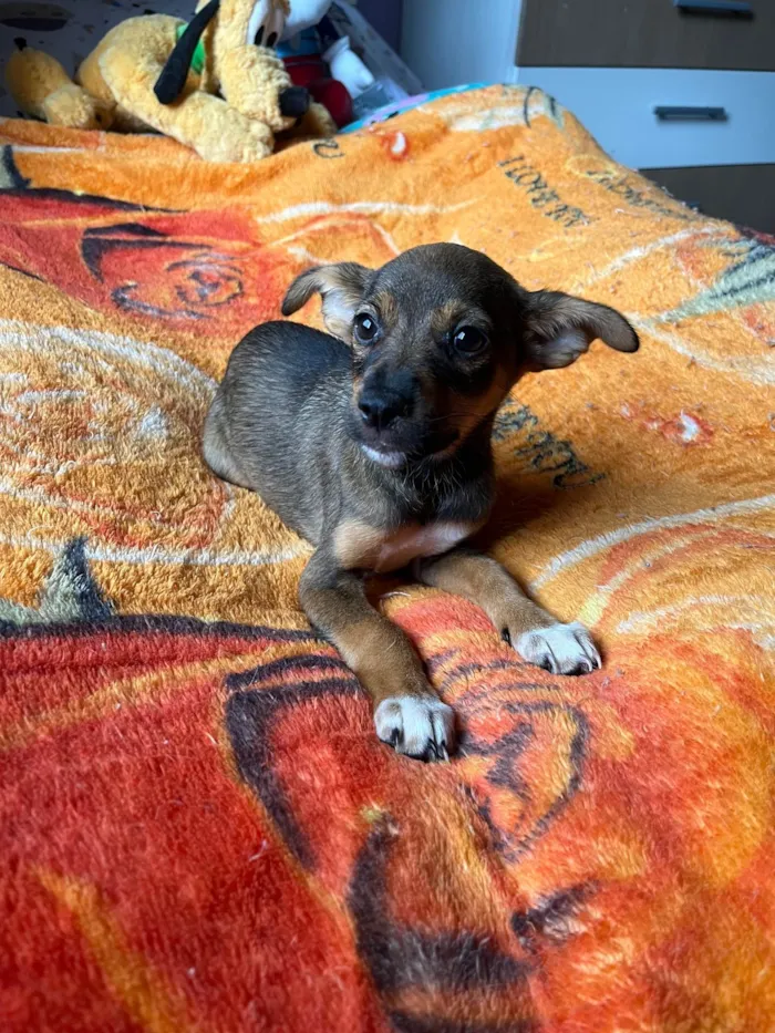 Cachorro ra a SRD-ViraLata idade 2 a 6 meses nome Ana Maria