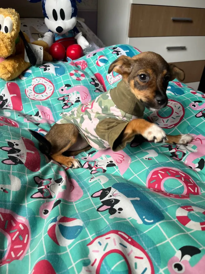 Cachorro ra a SRD-ViraLata idade 2 a 6 meses nome Ana Maria