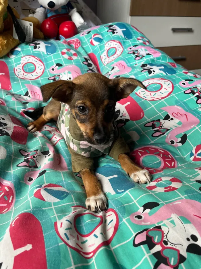 Cachorro ra a SRD-ViraLata idade 2 a 6 meses nome Ana Maria