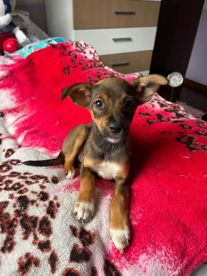 Cachorro ra a SRD-ViraLata idade 2 a 6 meses nome Ana Maria
