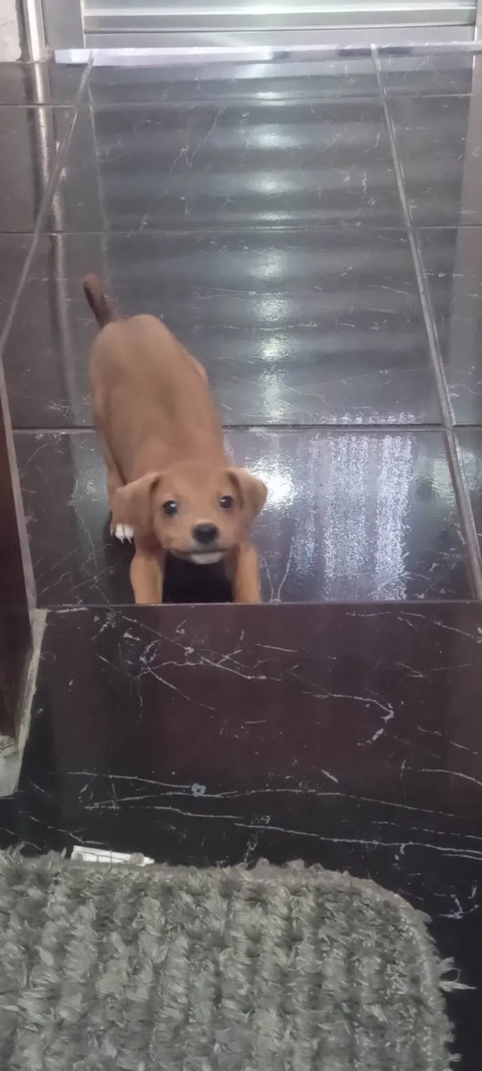 Cachorro ra a Pincher-chiuaua idade 2 a 6 meses nome Flinn