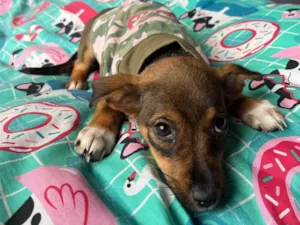 Cachorro raça SRD-ViraLata idade 2 a 6 meses nome Ana Maria