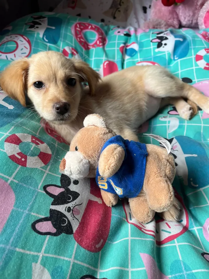Cachorro ra a SRD-ViraLata idade 2 a 6 meses nome Ana Rosa