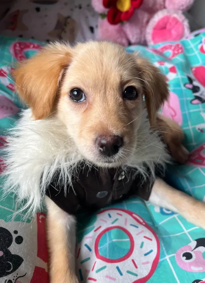 Cachorro ra a SRD-ViraLata idade 2 a 6 meses nome Ana Rosa